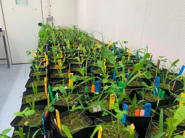 Buren hebben meer invloed op planten dan gedacht, ontdekken Leidse wetenschappers