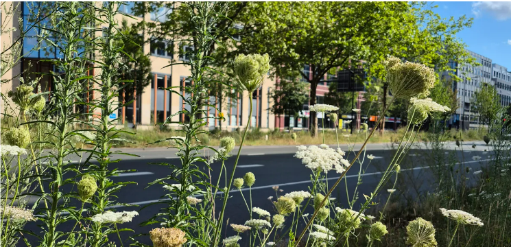 Onderzoek van Naturalis: Verborgen Stadsnatuur blijkt cruciaal