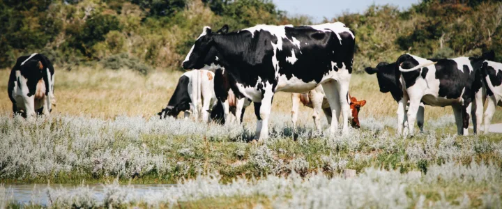 Curve Bend: van verlies naar winst