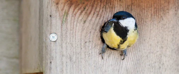 Nestwacht: educatie & onderzoek met inwoners