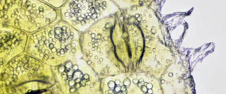 MBO Rijnland: ‘handjes’ voor jouw Lab-werk