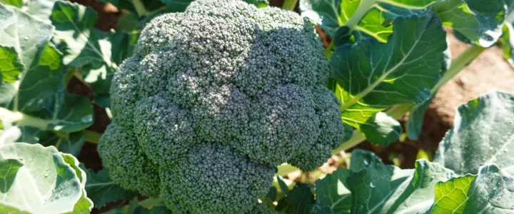 "Schat, wil jij wat broccoli van het dak halen?"