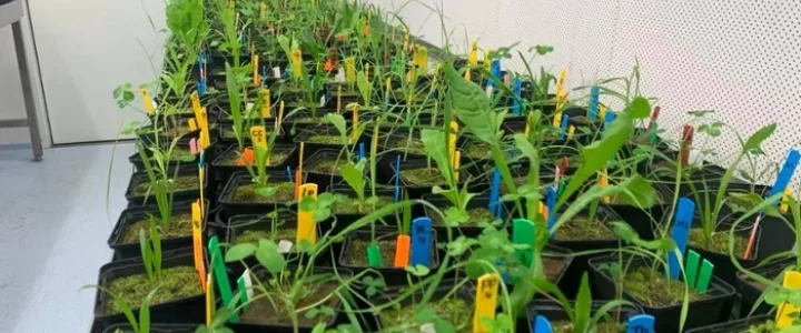 Buren hebben meer invloed op planten dan gedacht, ontdekken Leidse wetenschappers
