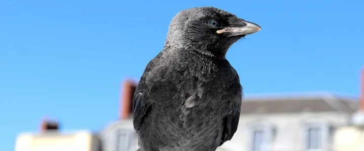 Luisteren naar de natuur: Naturalis en LIACS bundelen krachten