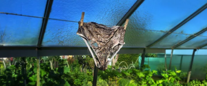 Wat vertelt een onderbroek over je moestuin?