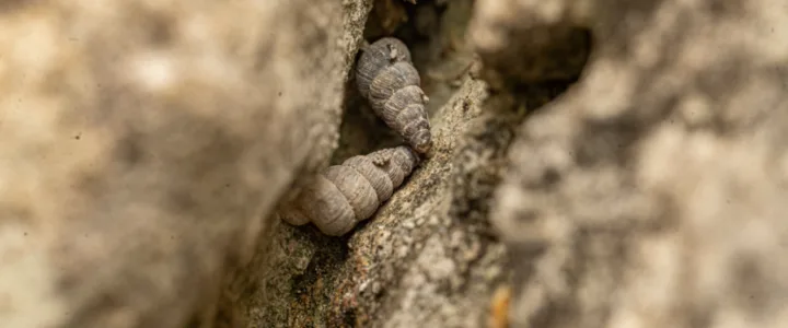 Ontdekking van nieuwe slakkensoorten versterkt pleidooi voor bescherming van de biodiversiteit in Montenegro