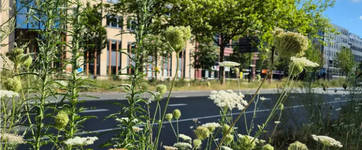 Onderzoek van Naturalis: Verborgen Stadsnatuur blijkt cruciaal