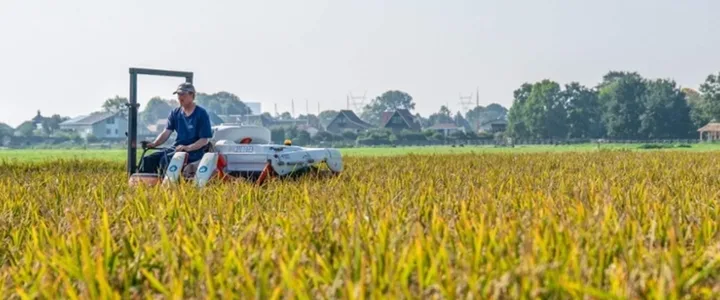 Rijst in de Nederlandse polder; een landbouwsector bestand tegen klimaatverandering en verzakking