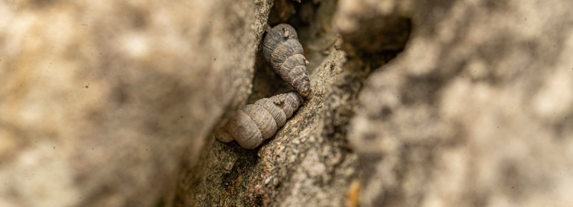 Ontdekking van nieuwe slakkensoorten versterkt pleidooi voor bescherming van de biodiversiteit in Montenegro