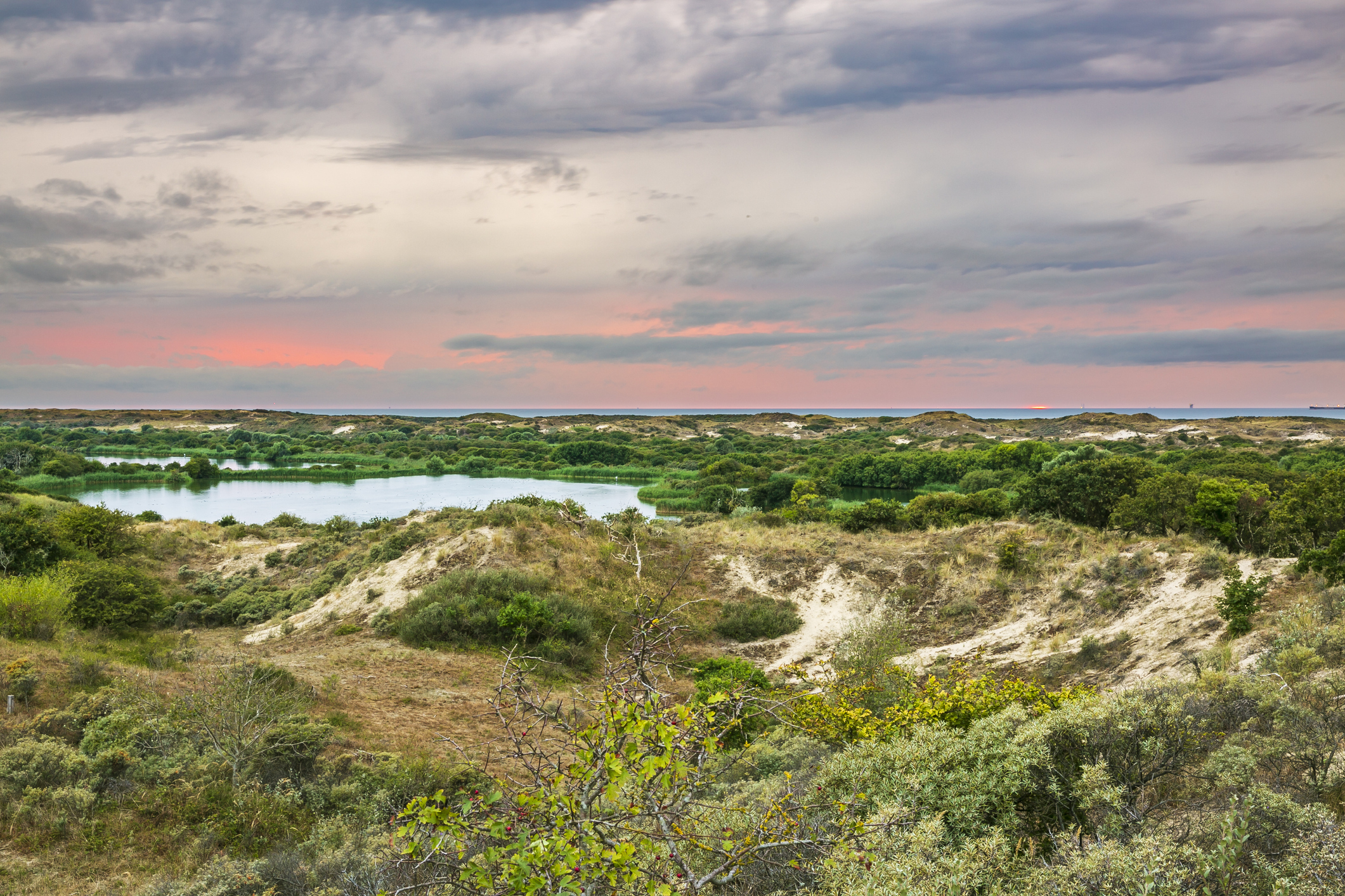 Landscape with dunes and wild nature during sunset in the national park Meijendel at the Dutch coast