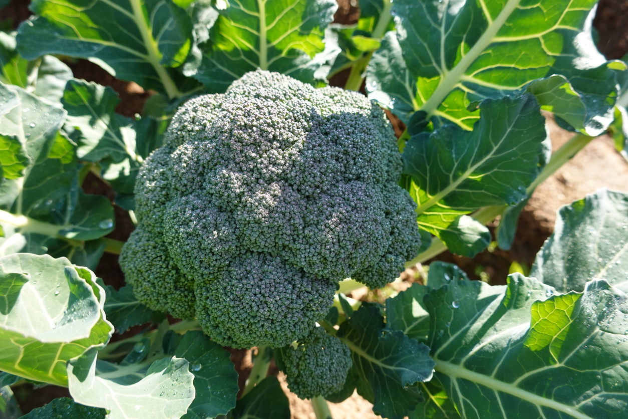 "Schat, wil jij wat broccoli van het dak halen?"